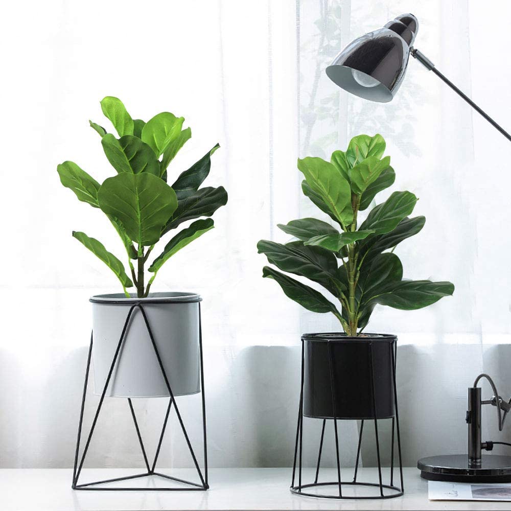 Fiddle Leaf Fig - AB33-2Pcs árbol de higo de hoja