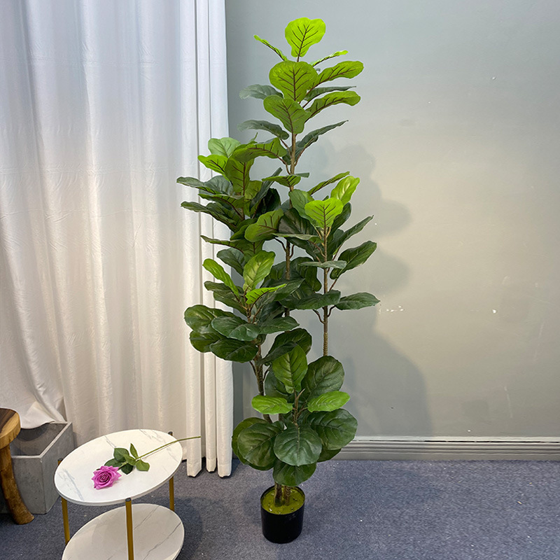 Árbol de Ficus grande de 59 pu - Fiddle Leaf Fig reseña y precio
