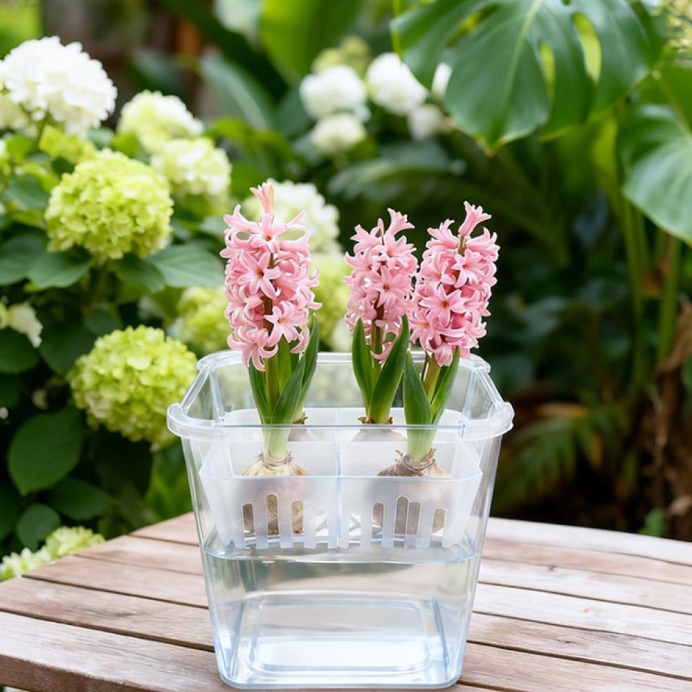 Jarrón hidropónico para tulipa - Indoor Plants reseña y precio