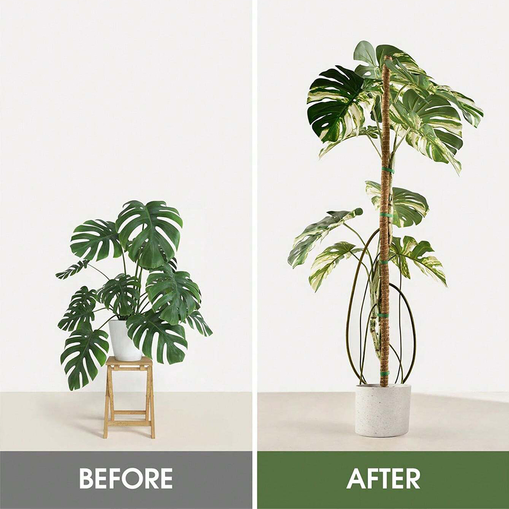 Poste de musgo para plantas, s - Plant Support Stake reseña y precio