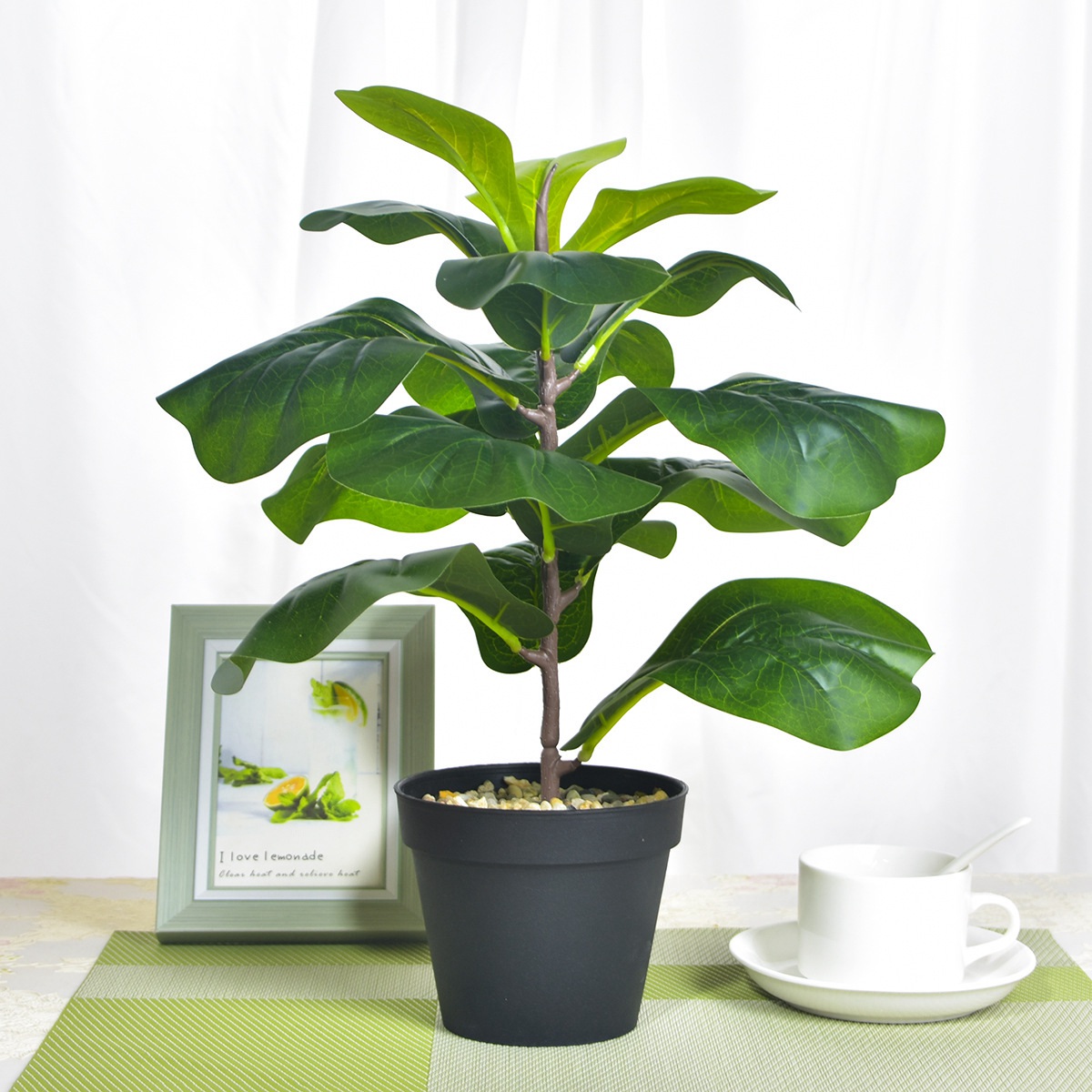AB33-2Pcs árbol de higo de hoj - Fiddle Leaf Fig reseña y precio