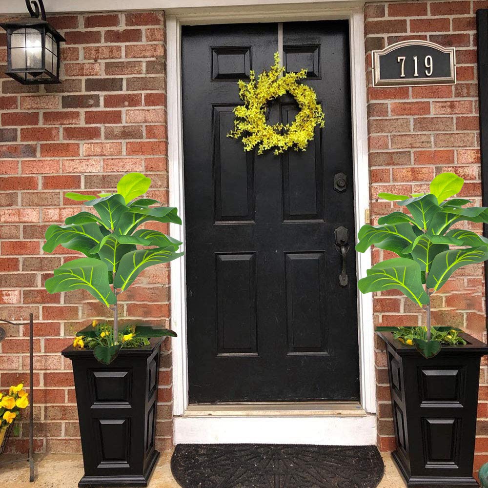 AB33-2Pcs árbol de higo de hoj - Fiddle Leaf Fig reseña y precio